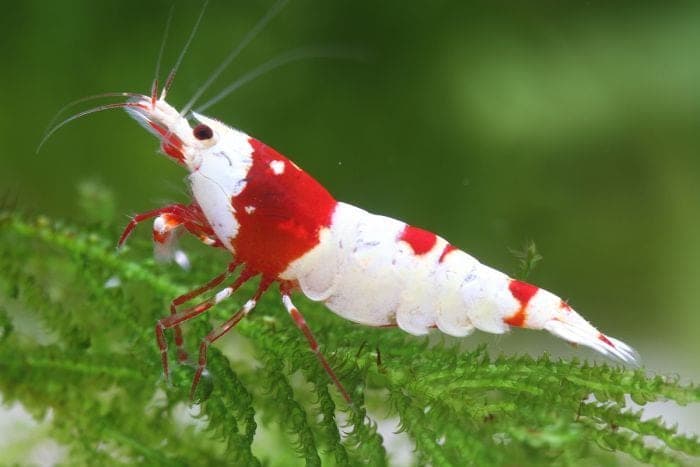 Crystal Red Shrimp freshwater aquarium photo