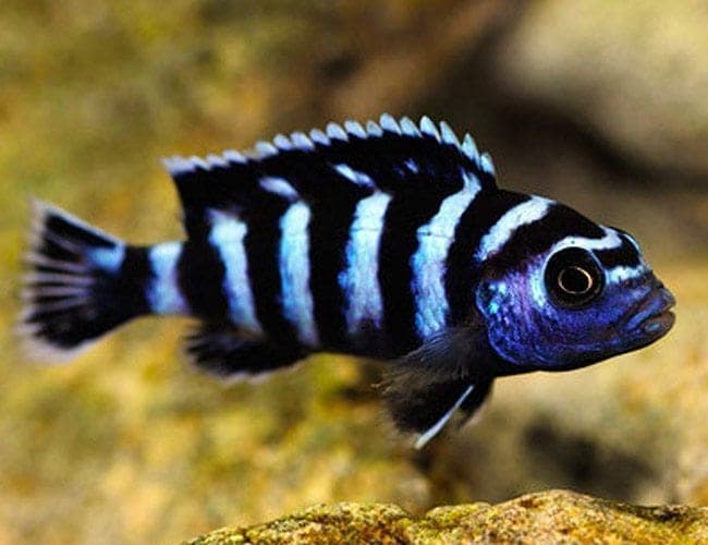 Demasoni Cichlid freshwater aquarium photo