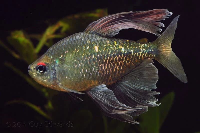 Diamond Tetra in a freshwater aquarium
