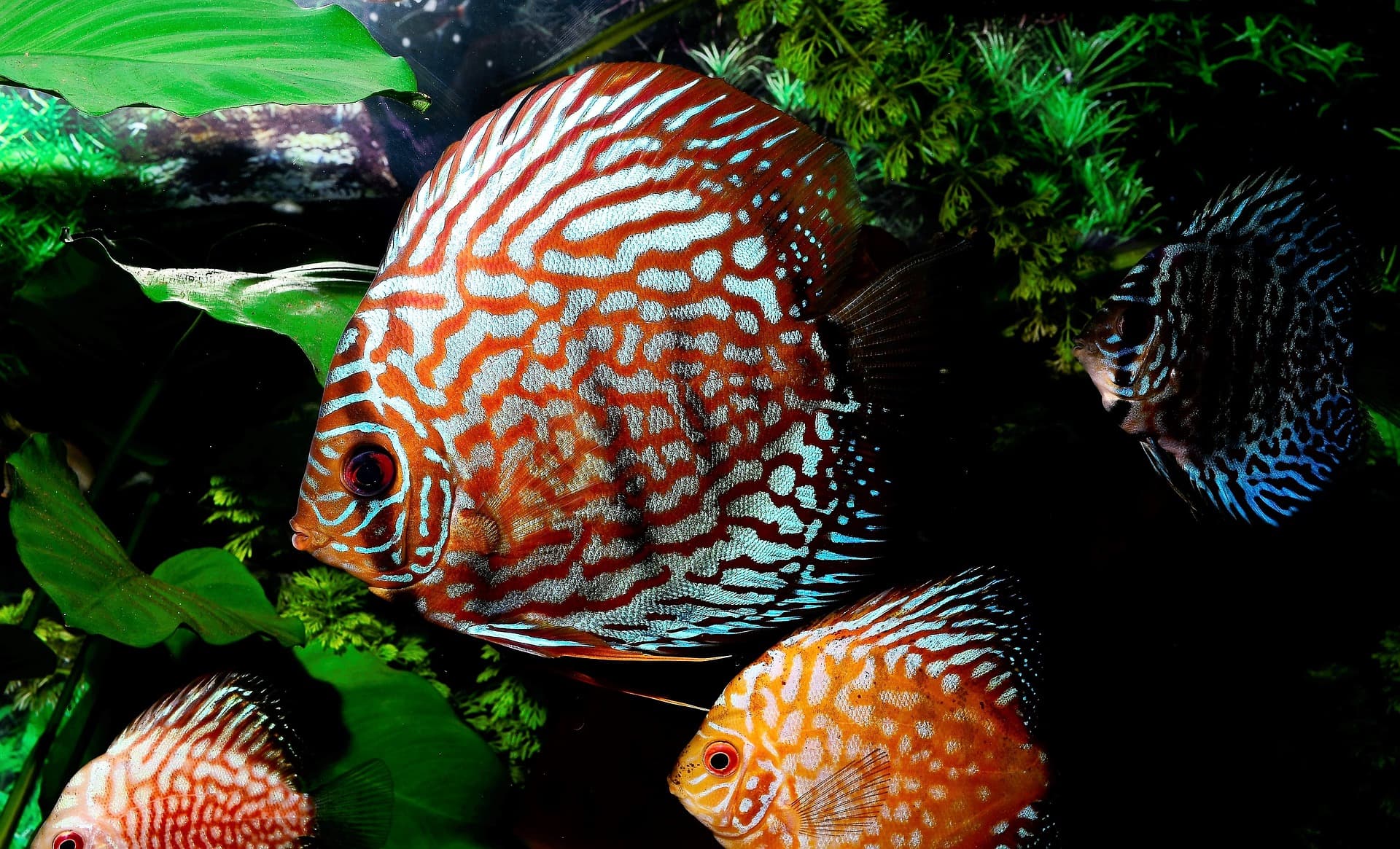 Discus in a freshwater aquarium