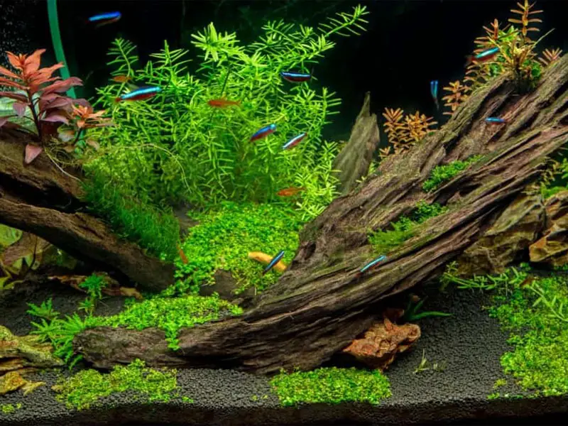 Aquarium driftwood types with tannin-stained water and plants