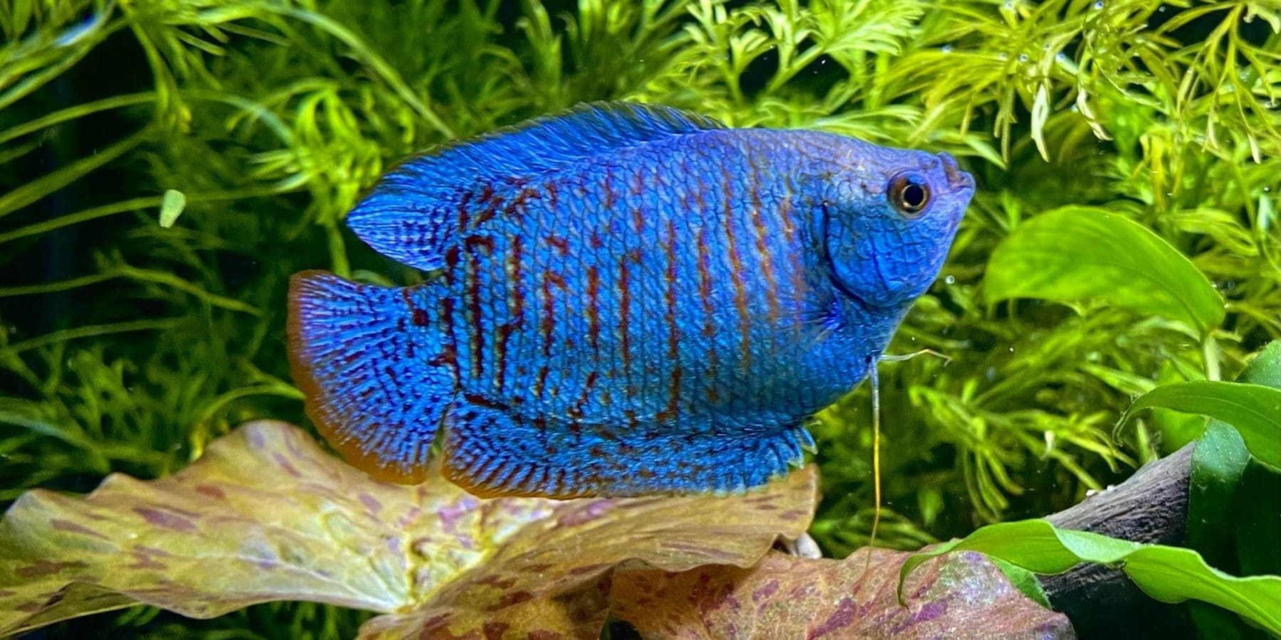 Dwarf Gourami in an aquarium