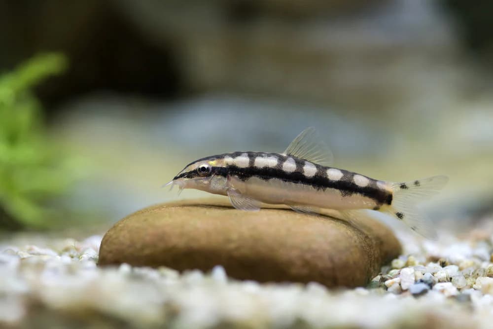 Dwarf Chain Loach freshwater aquarium image
