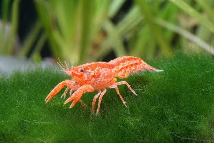 Dwarf Mexican Orange Crayfish freshwater aquarium photo