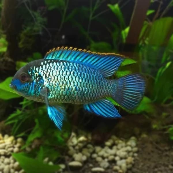 Electric Blue Acara freshwater aquarium image