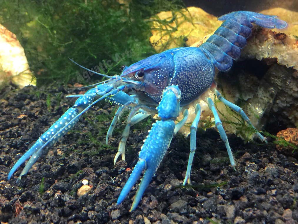 Electric Blue Crayfish freshwater aquarium image