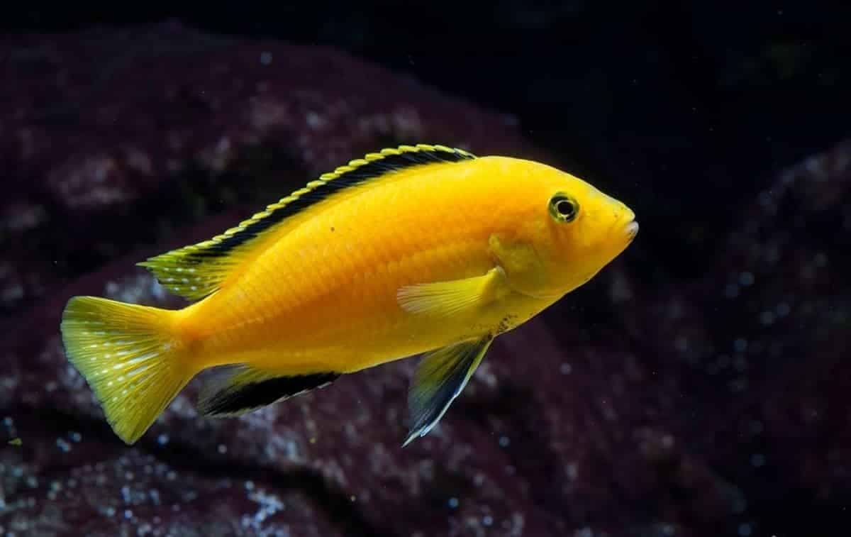 Electric Yellow Lab freshwater aquarium photo