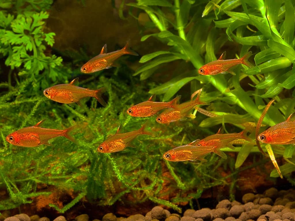 Ember Tetra freshwater aquarium image