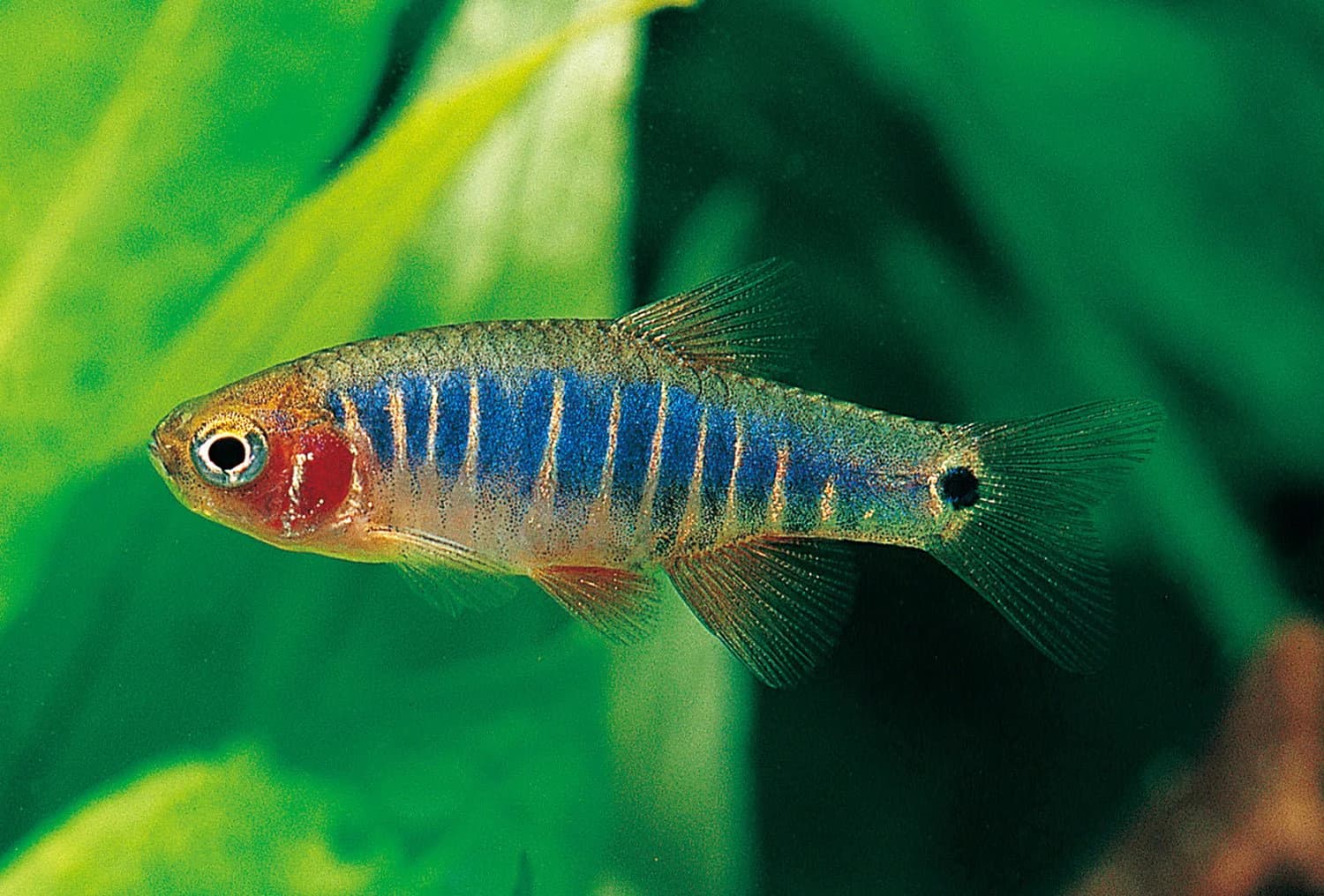 Emerald Dwarf Rasbora freshwater aquarium image