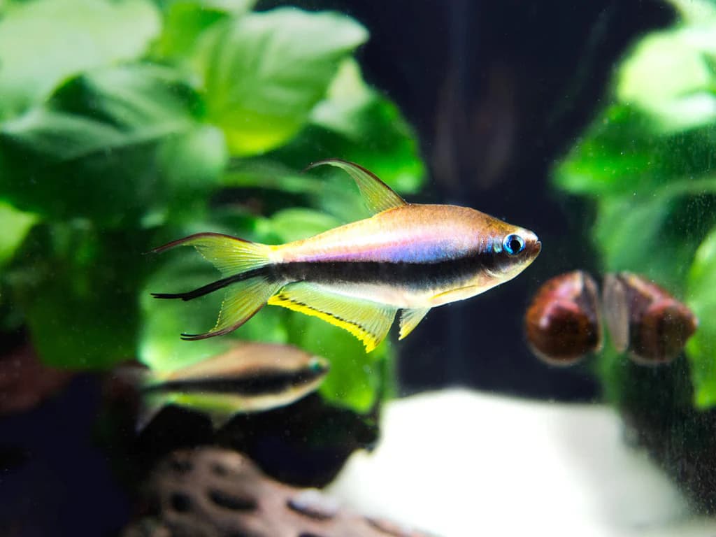 Emperor Tetra freshwater aquarium image