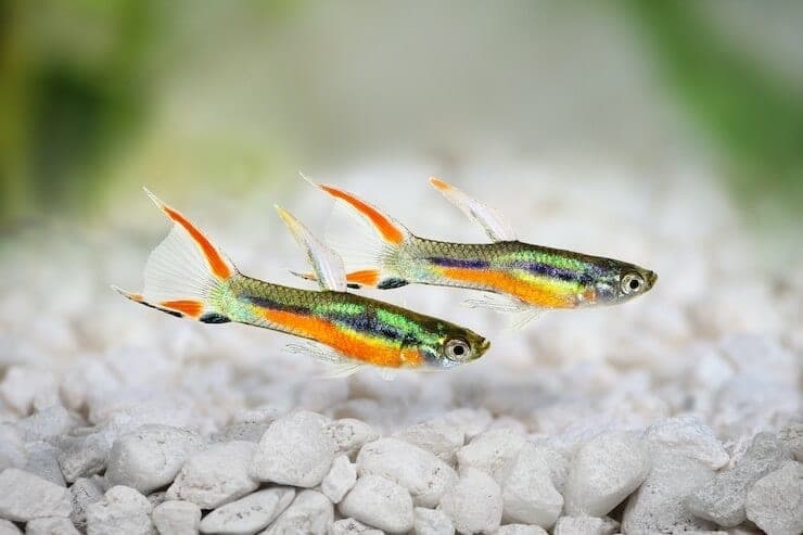 Endler's Livebearer in an aquarium