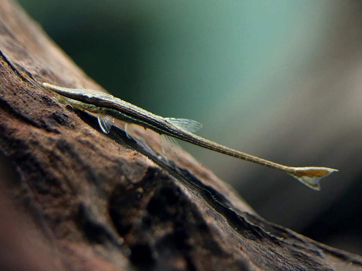 Farlowella Catfish freshwater aquarium photo