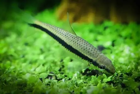 Assorted aquarium fish foods with feeding schedule notes