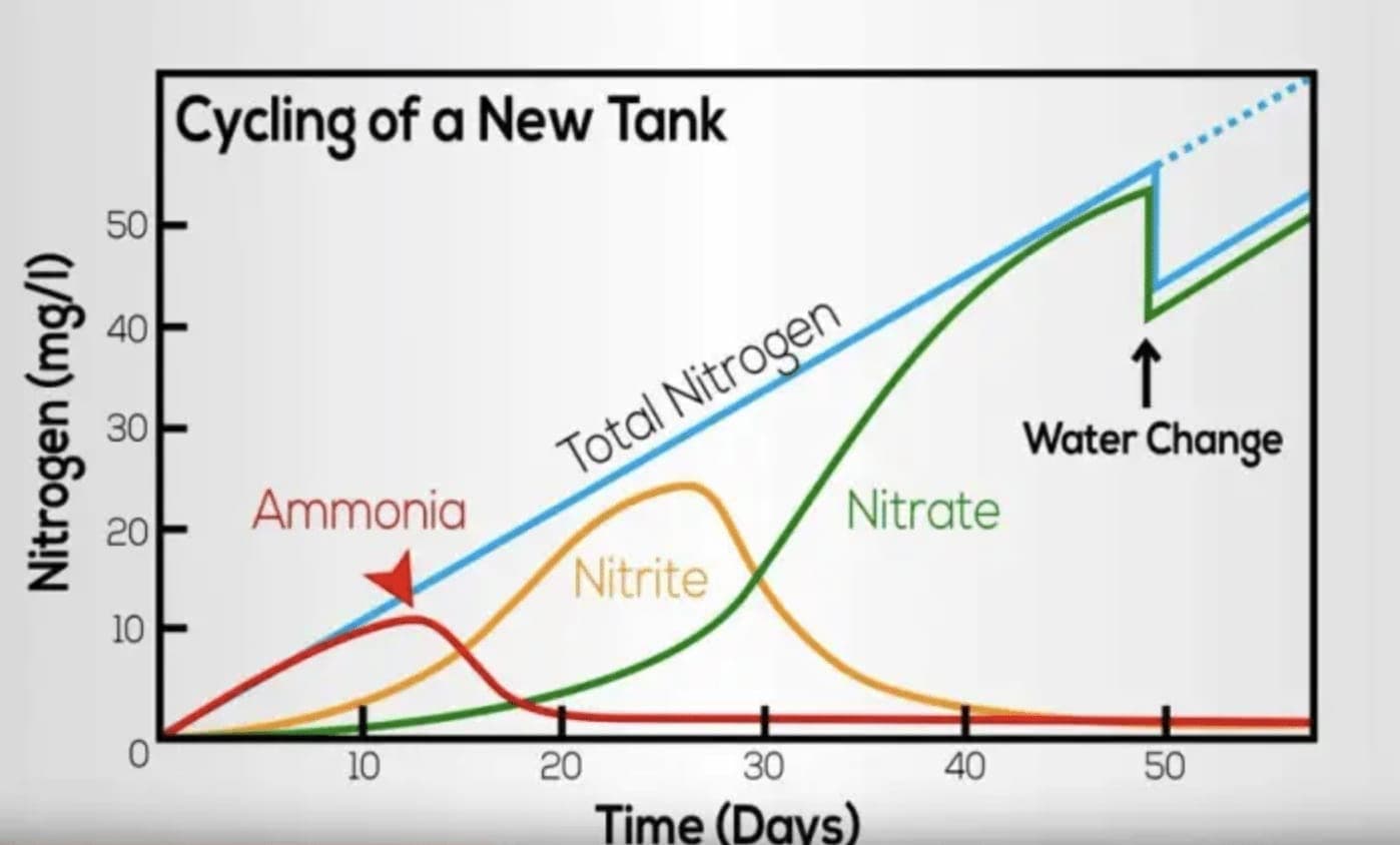 Aquarium nitrogen cycle diagram