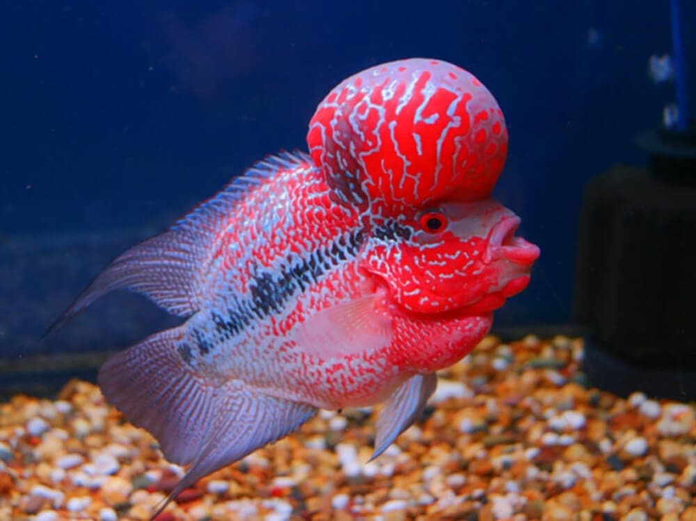 Flowerhorn Cichlid in a freshwater aquarium