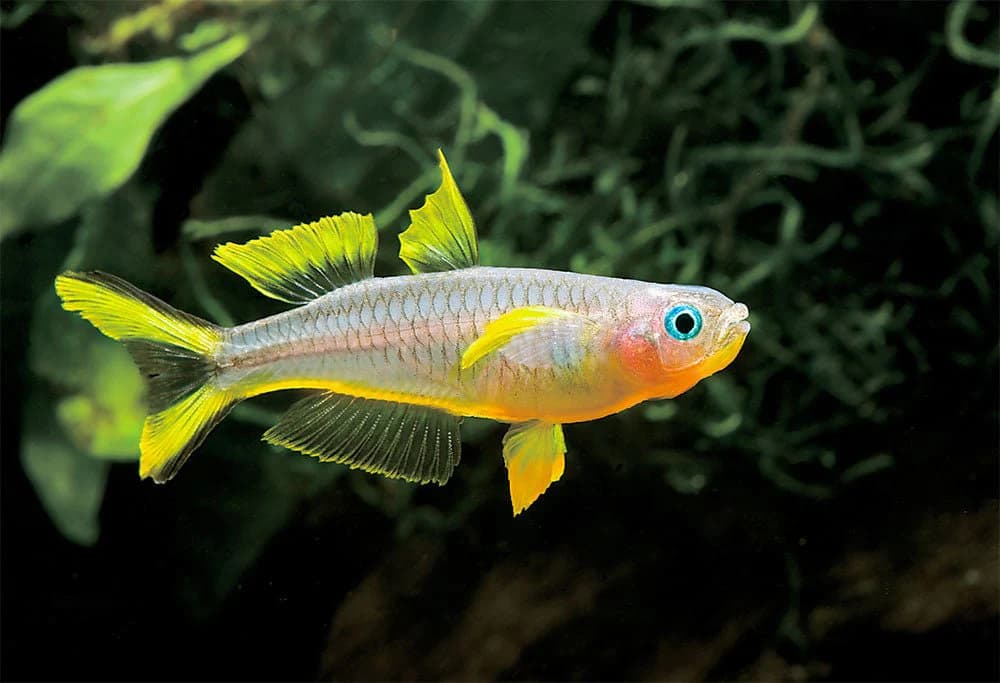Furcatus Rainbowfish freshwater aquarium image