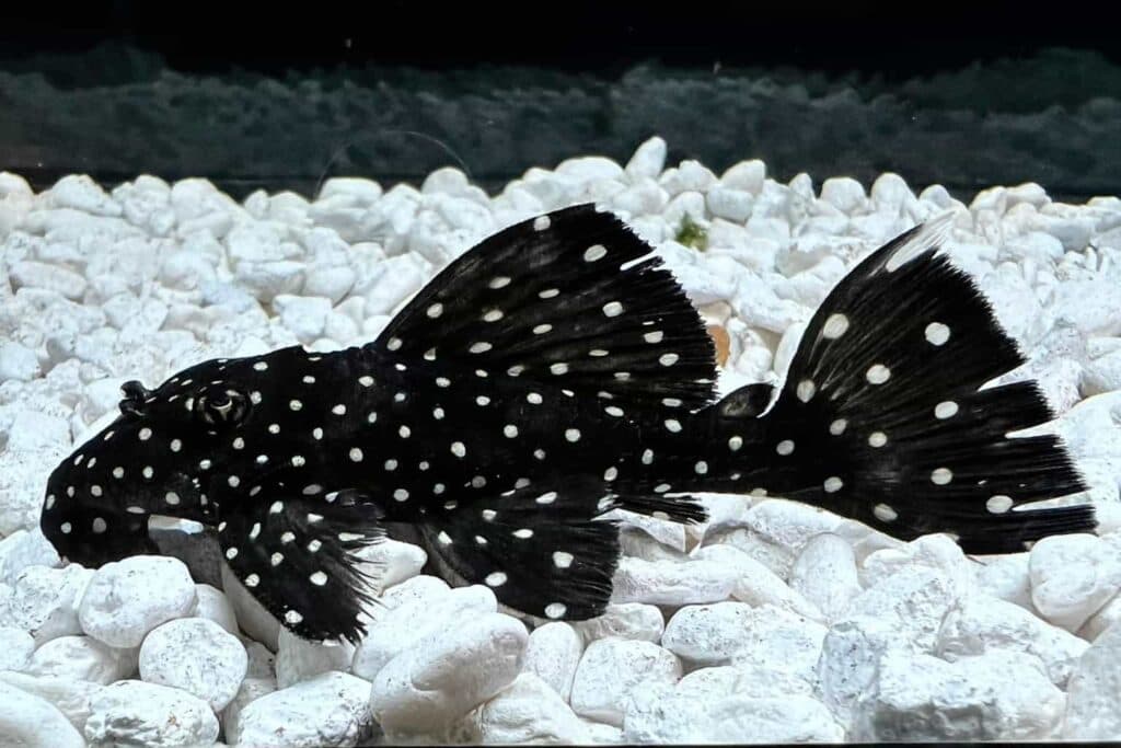 L-240 Galaxias Vampire Pleco freshwater aquarium image