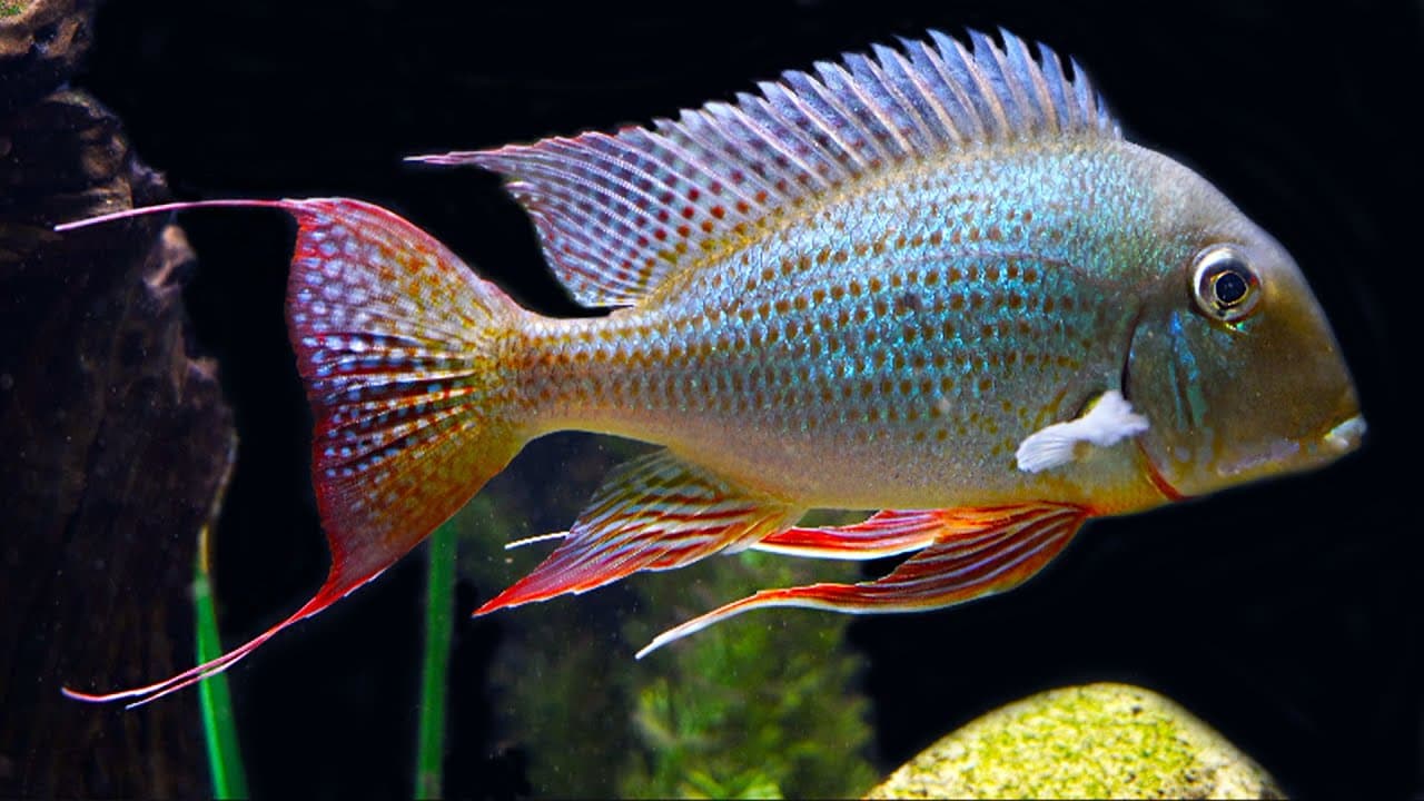 Geophagus in a freshwater aquarium