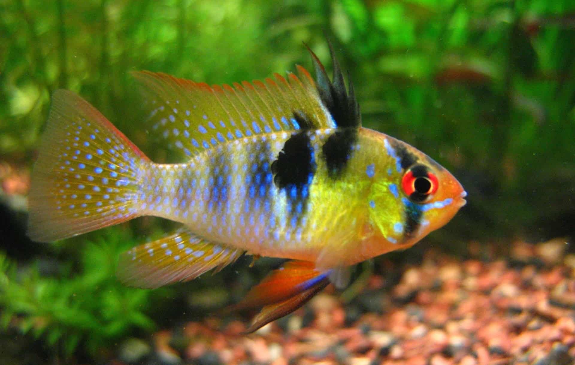 German Blue Ram in an aquarium