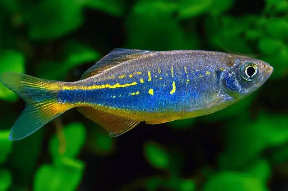Giant Danio in a freshwater aquarium