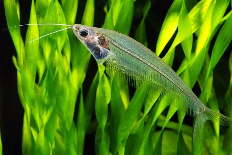 Glass Catfish freshwater aquarium photo