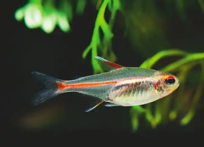 Glowlight Tetra freshwater aquarium image
