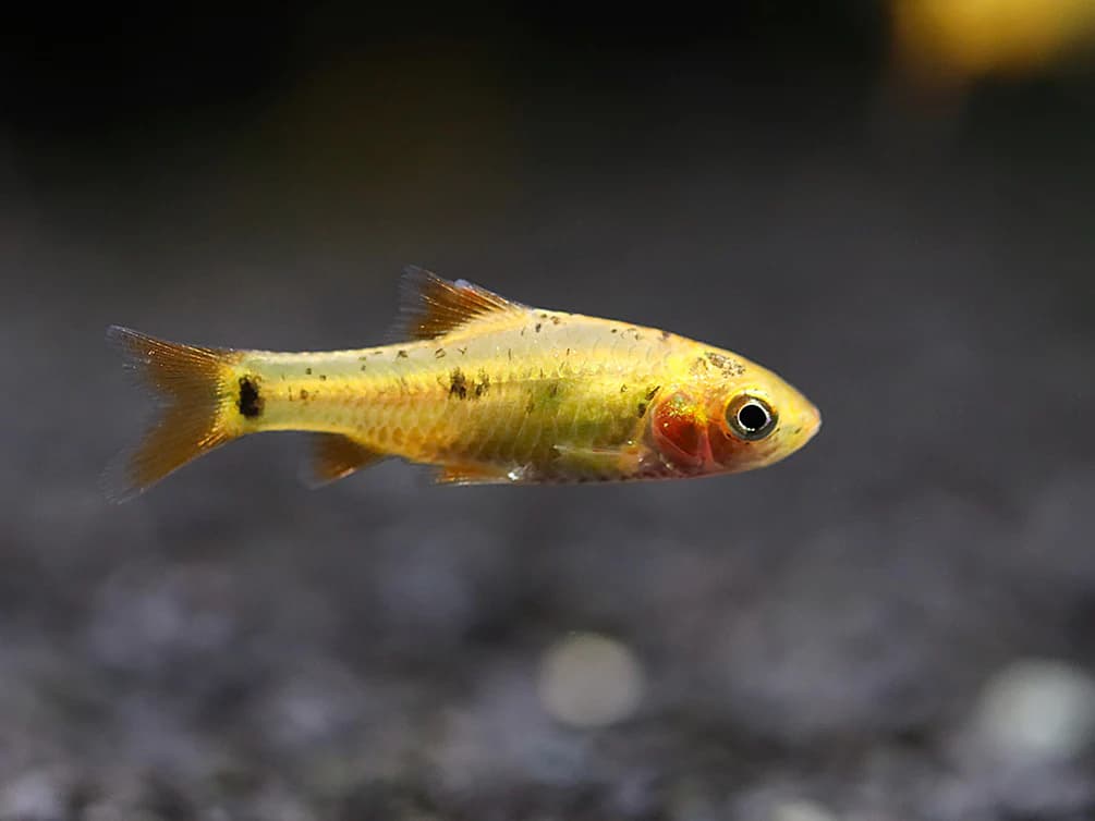 Gold Barb freshwater aquarium image