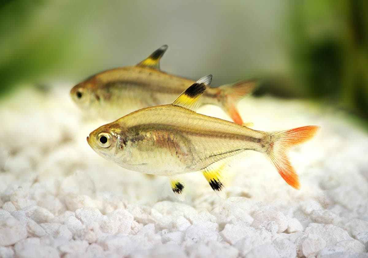 Gold Tetra freshwater aquarium photo