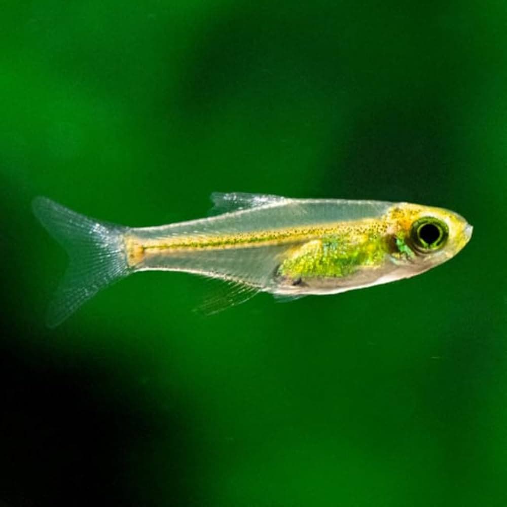 Green Neon Rasbora freshwater aquarium photo