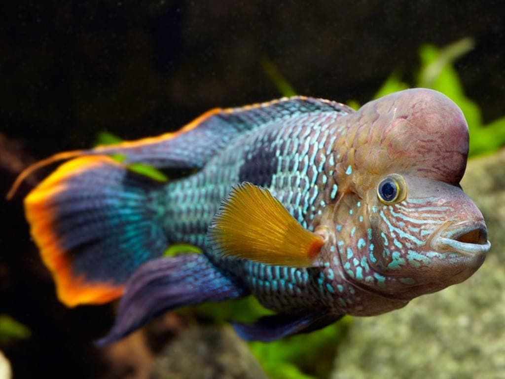Green Terror Cichlid in a freshwater aquarium