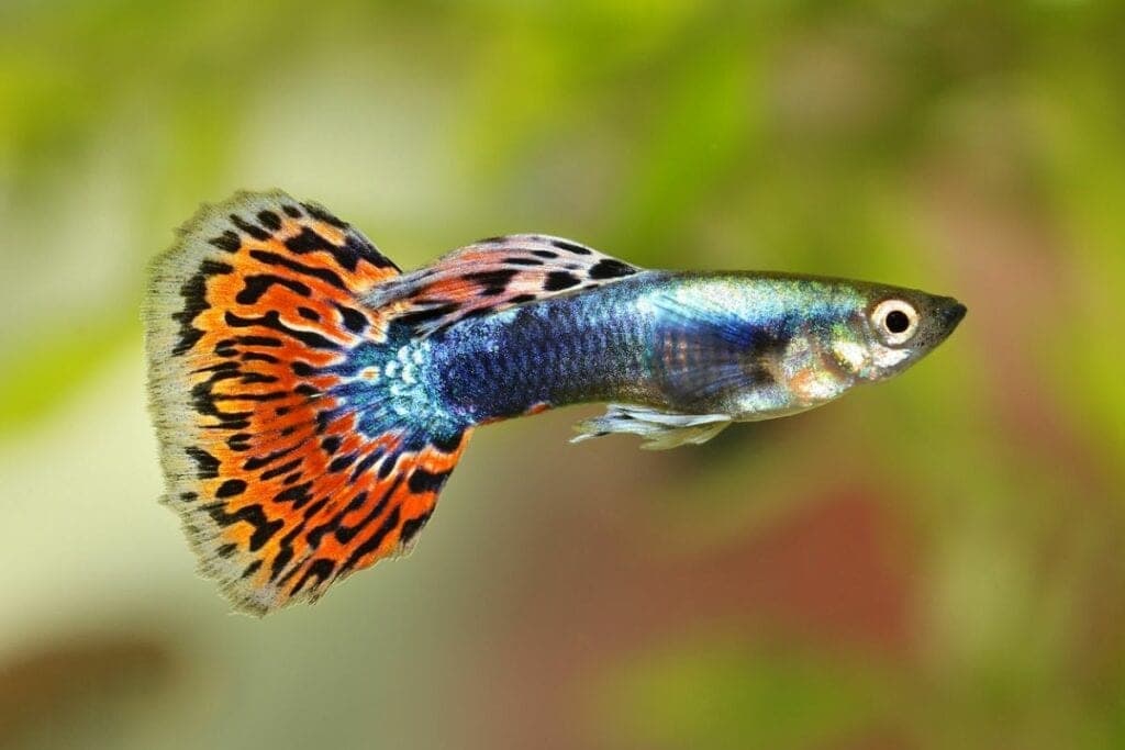 Guppy in an aquarium