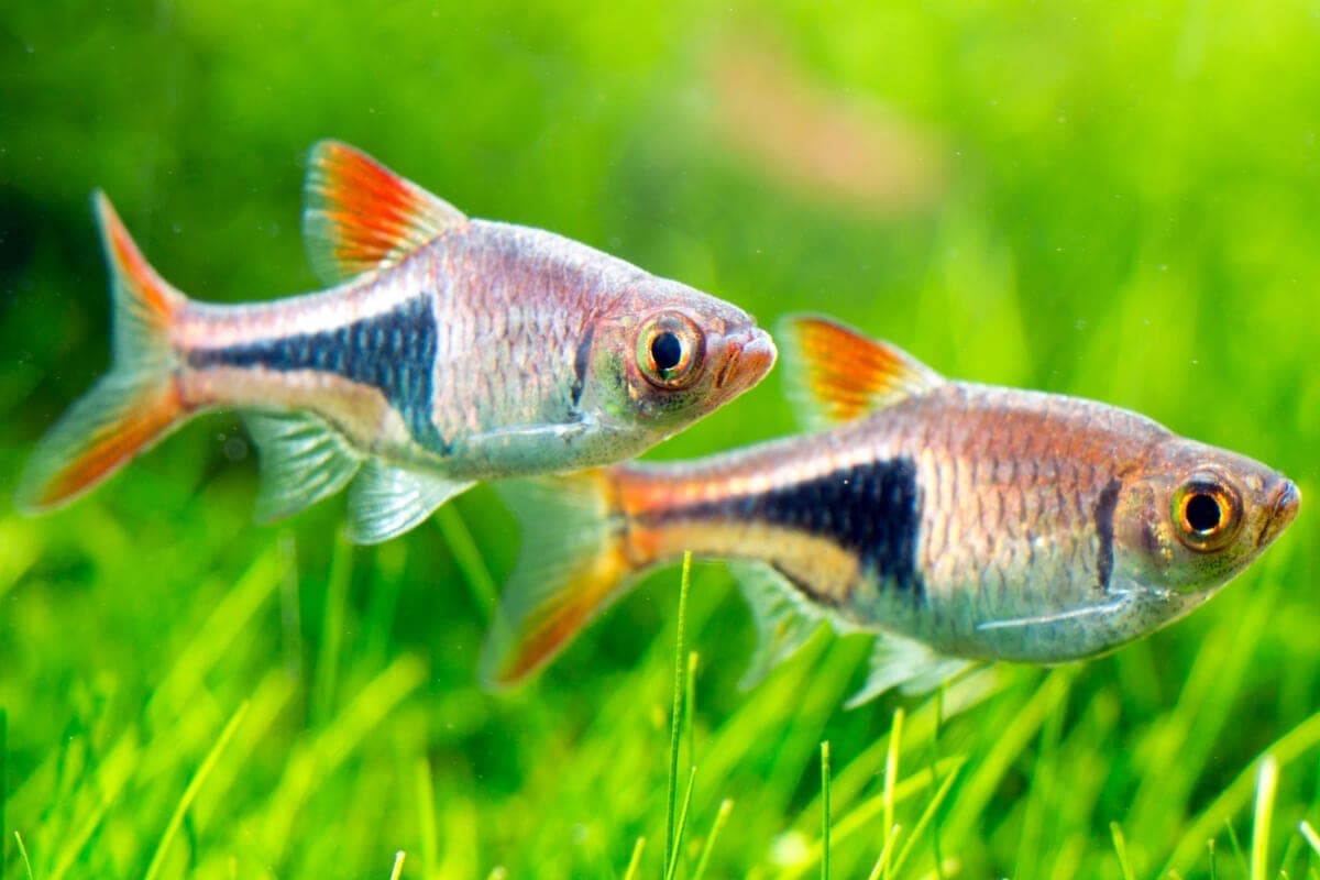 Harlequin Rasbora in an aquarium