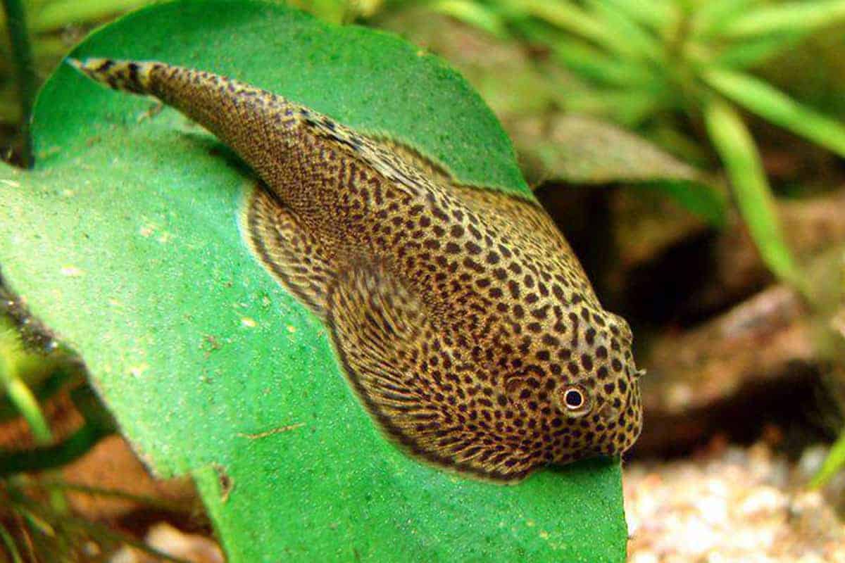 Hillstream loach clinging to a rock