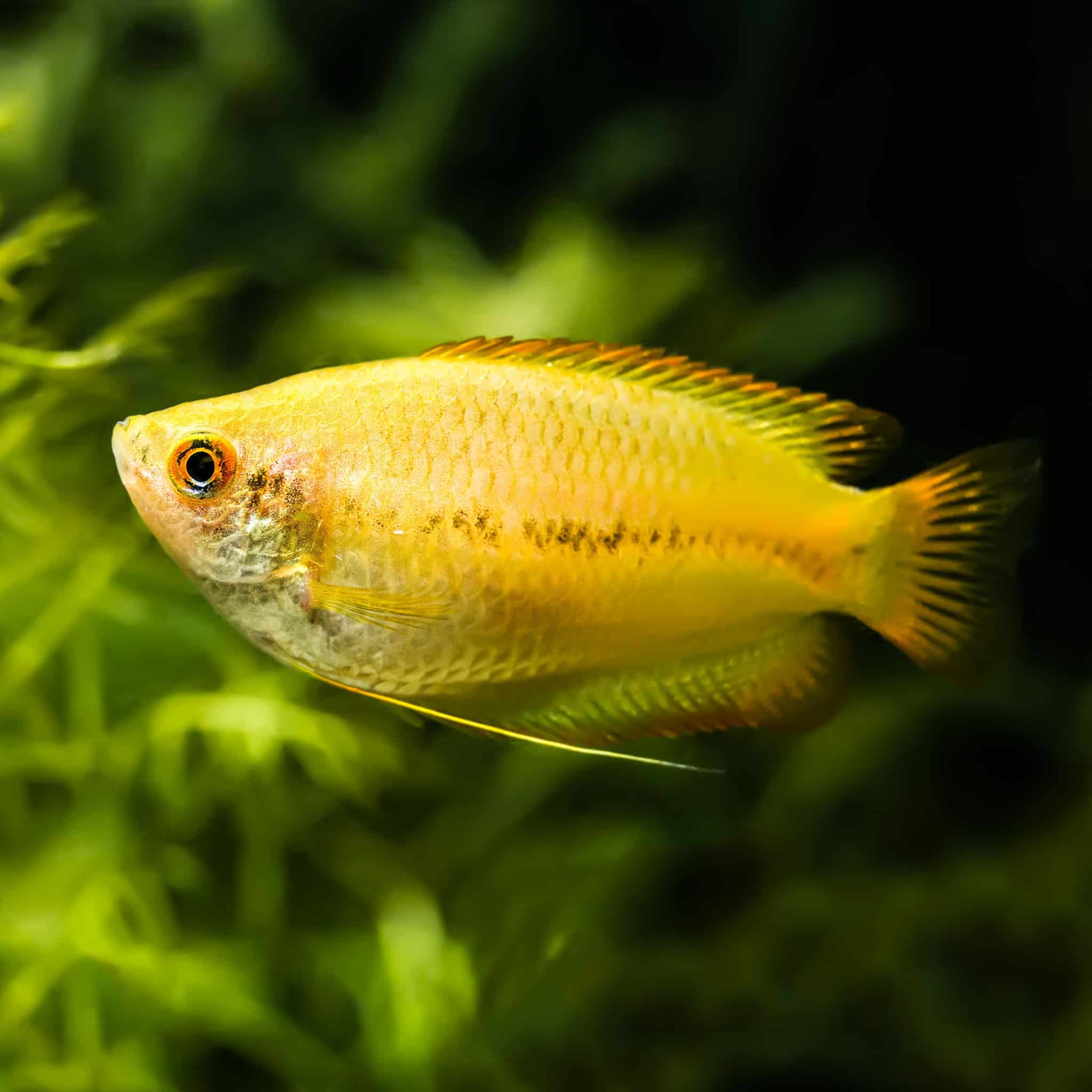 Honey Gourami in an aquarium