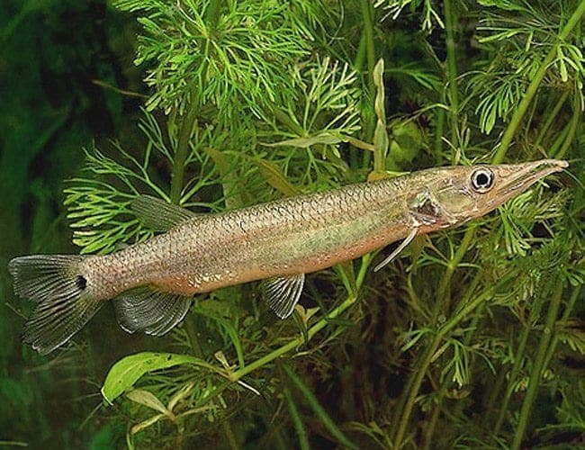 Hujeta Rocket Gar freshwater aquarium photo