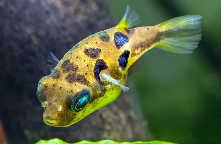 Pea Puffer in a freshwater aquarium