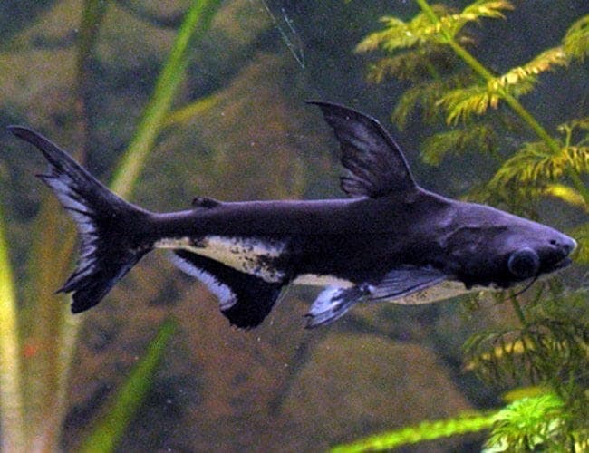 Iridescent Shark freshwater aquarium photo