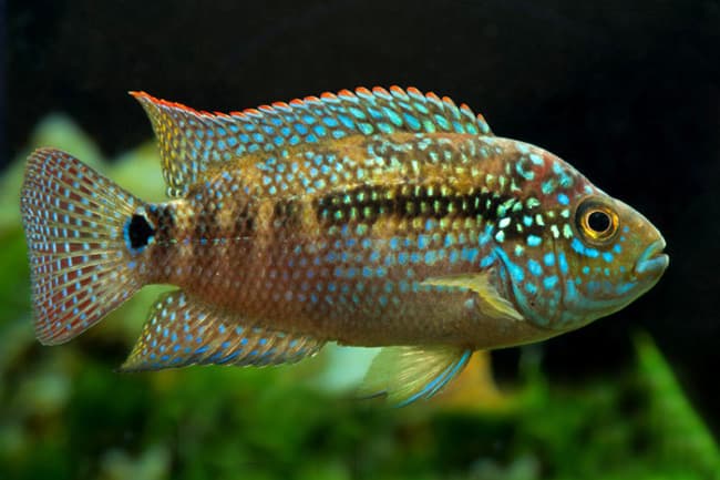 Jack Dempsey Cichlid in a freshwater aquarium
