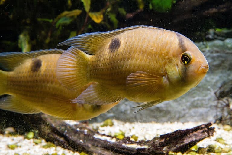 Keyhole Cichlid in a freshwater aquarium