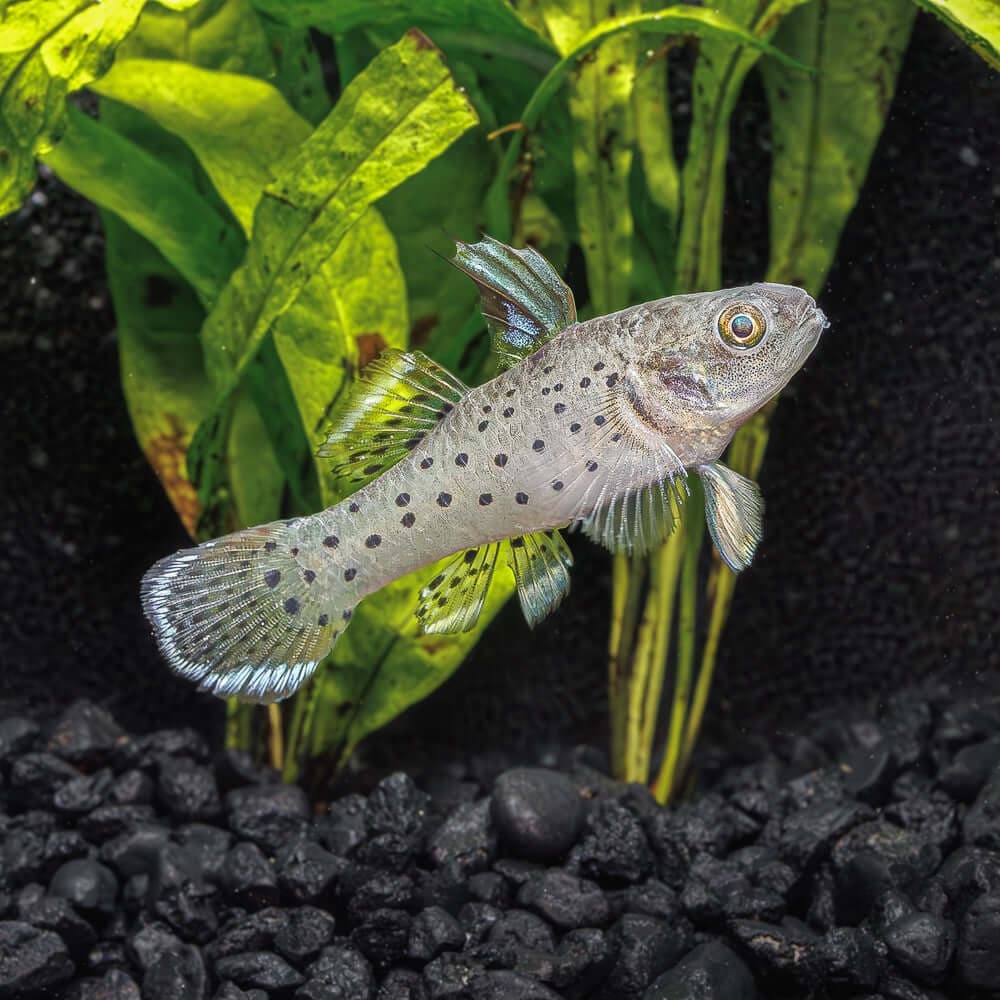 Knight Goby freshwater aquarium photo