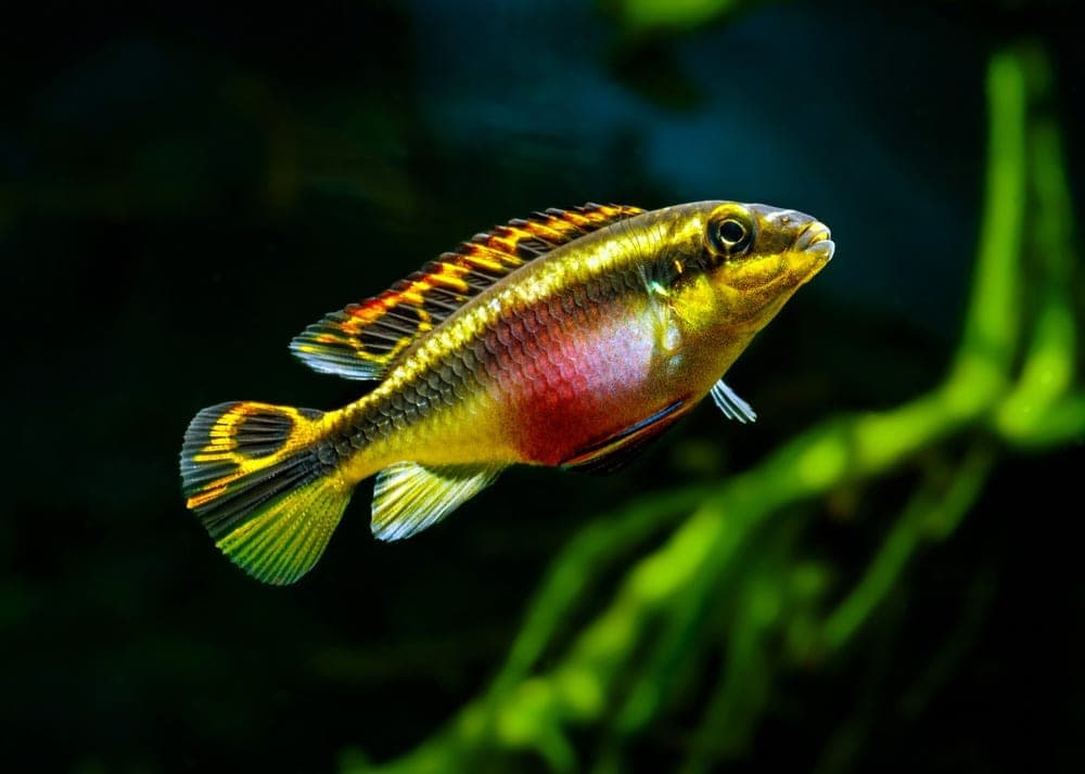 Kribensis in a freshwater aquarium
