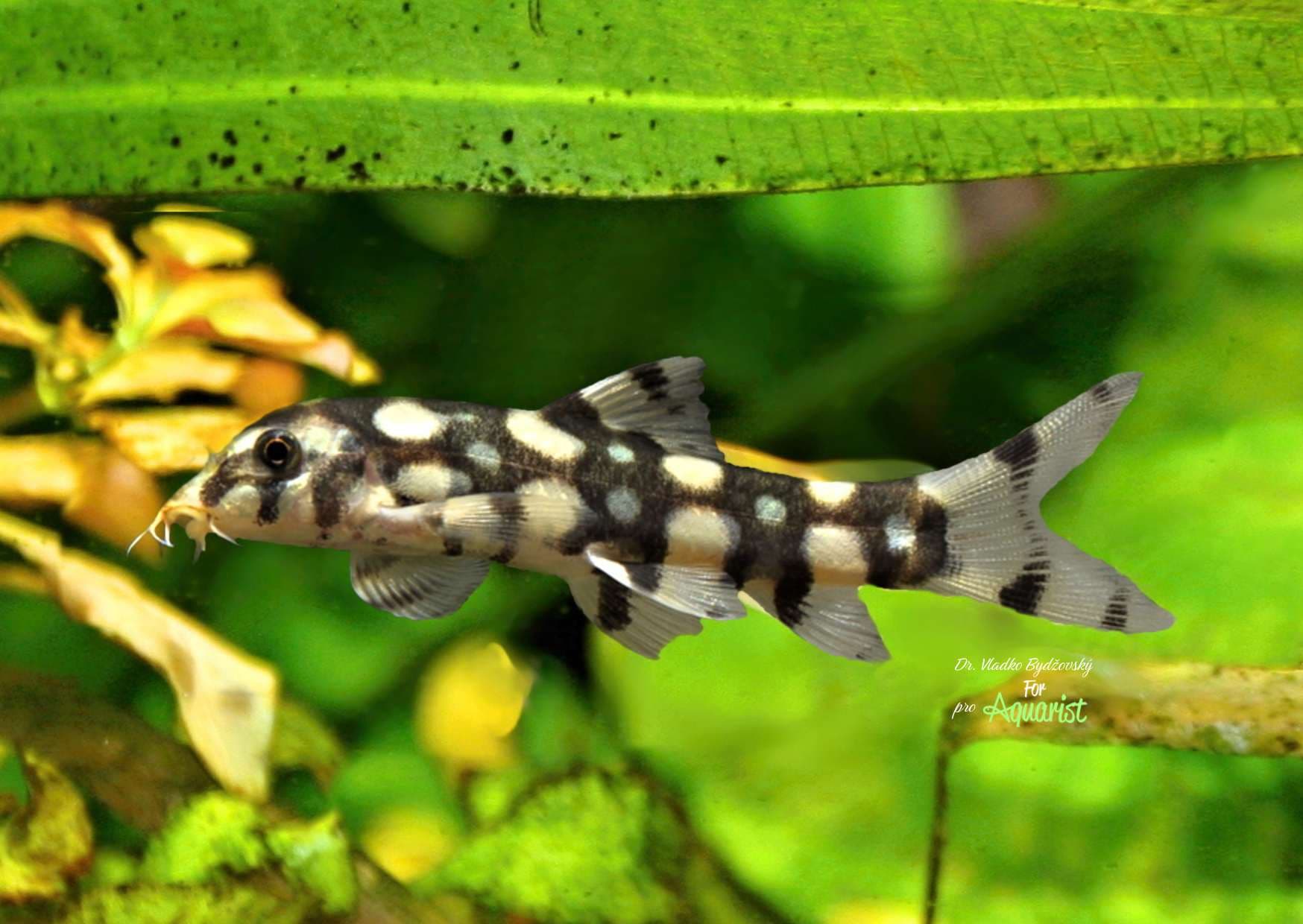 Kubotai Loach freshwater aquarium photo