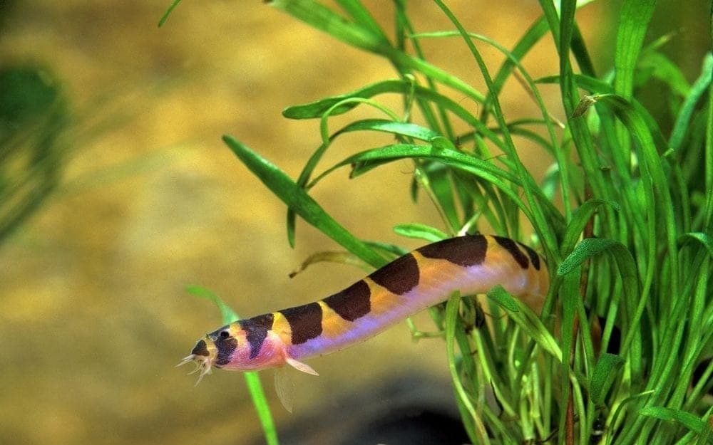 Kuhli Loach in an aquarium