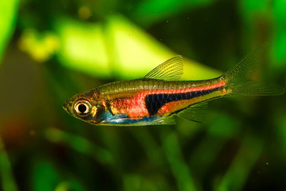 Lambchop Rasbora in a freshwater aquarium