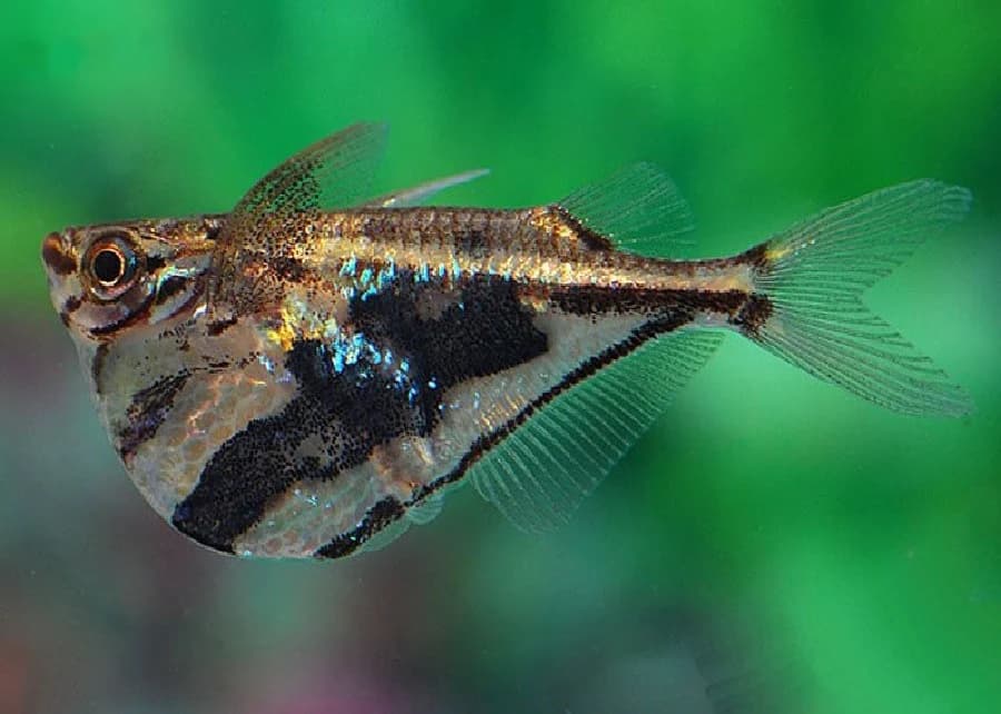 Marbled Hatchetfish in a freshwater aquarium