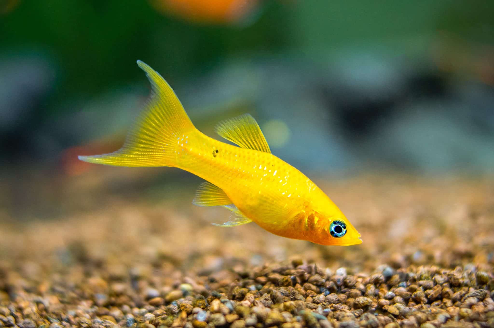 Molly in an aquarium