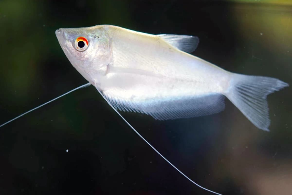 Moonlight Gourami in a freshwater aquarium