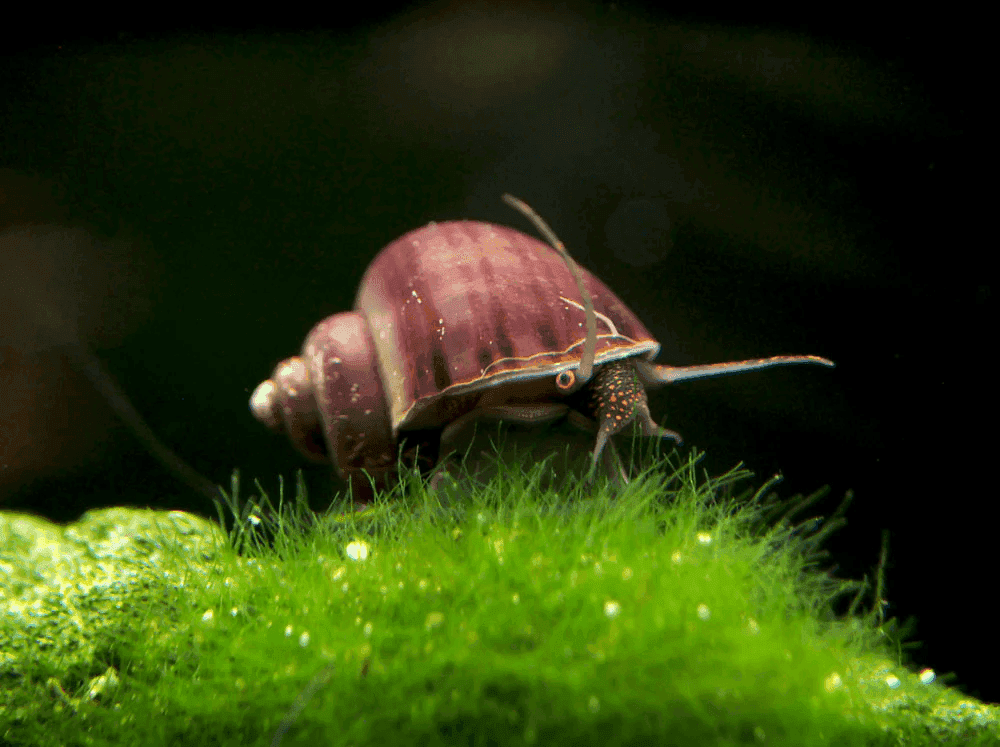 Mystery snail in an aquarium