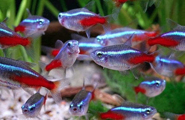 Neon Tetra in an aquarium