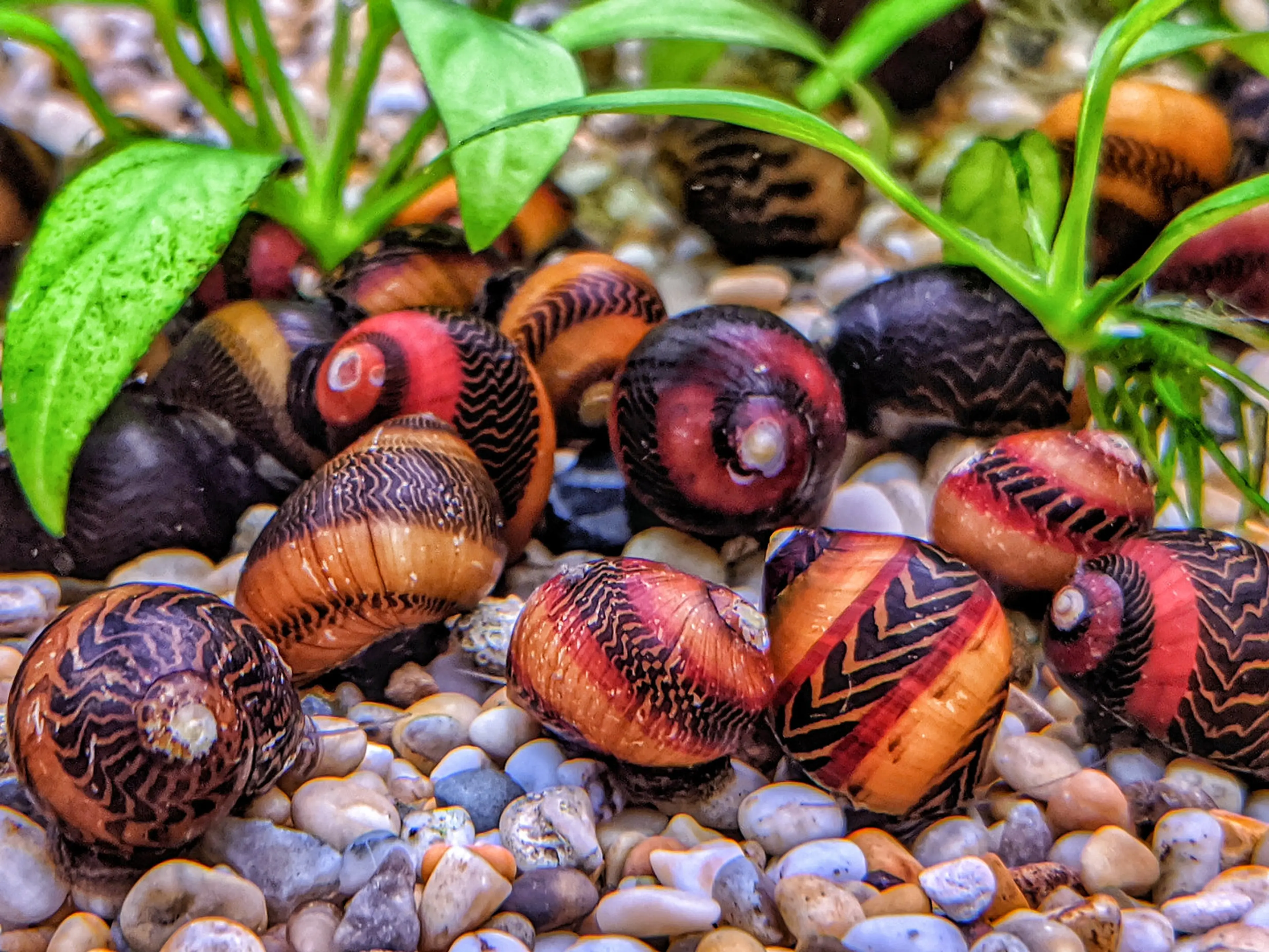 Nerite Snail in a freshwater aquarium